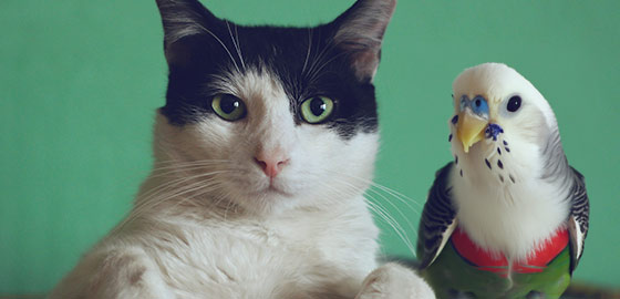 Image of cat and bird