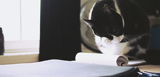 Image of a pet policy document